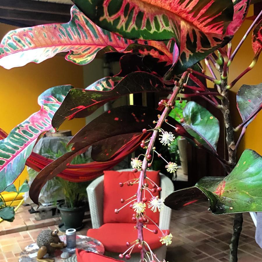 L'Ecomusee Creole De La Guadeloupe Sainte-Rose Εξωτερικό φωτογραφία