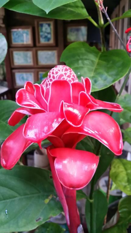 L'Ecomusee Creole De La Guadeloupe Sainte-Rose Δωμάτιο φωτογραφία