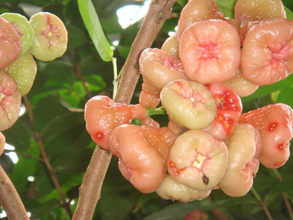 L'Ecomusee Creole De La Guadeloupe Sainte-Rose Εξωτερικό φωτογραφία