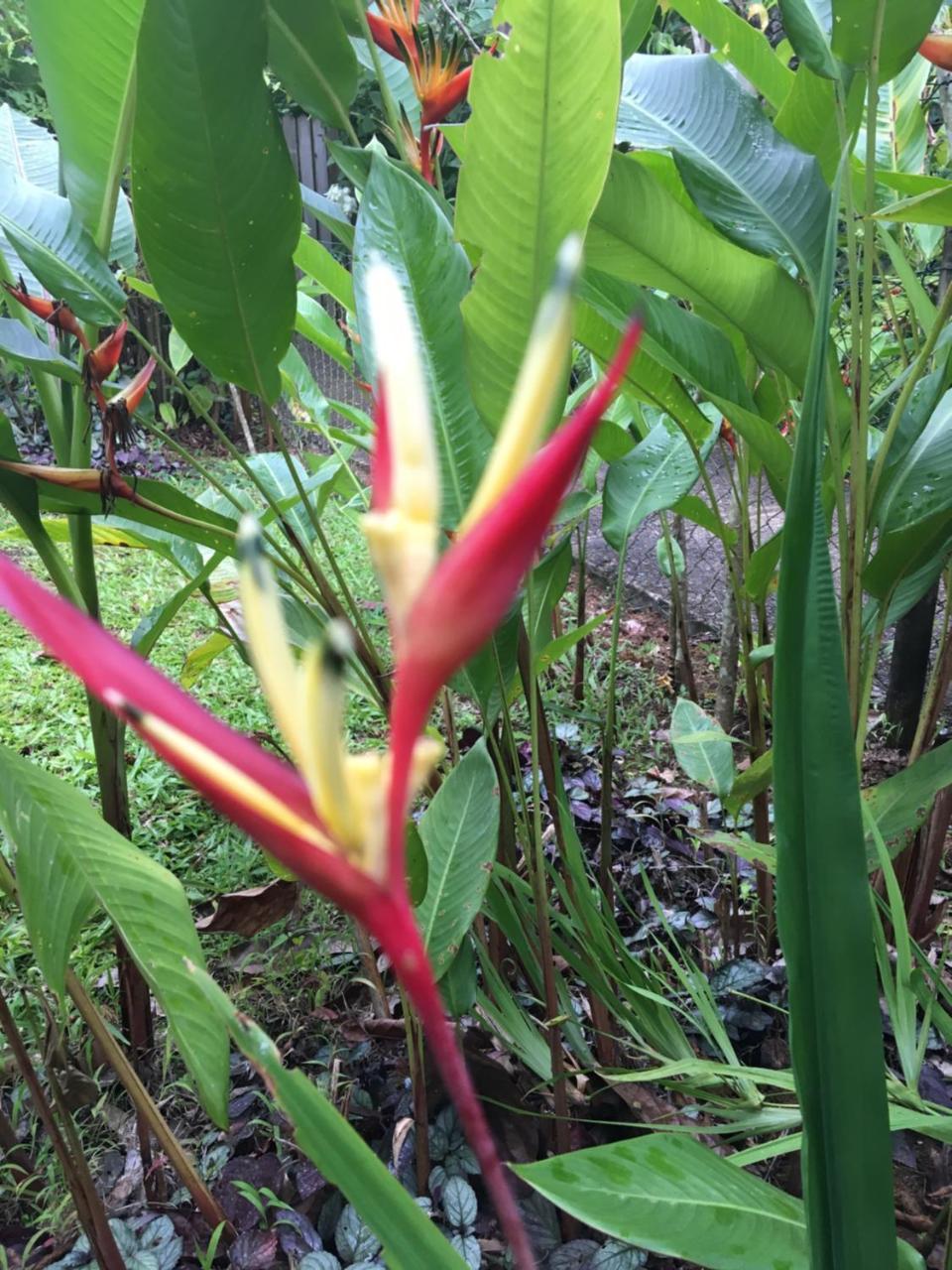 L'Ecomusee Creole De La Guadeloupe Sainte-Rose Εξωτερικό φωτογραφία
