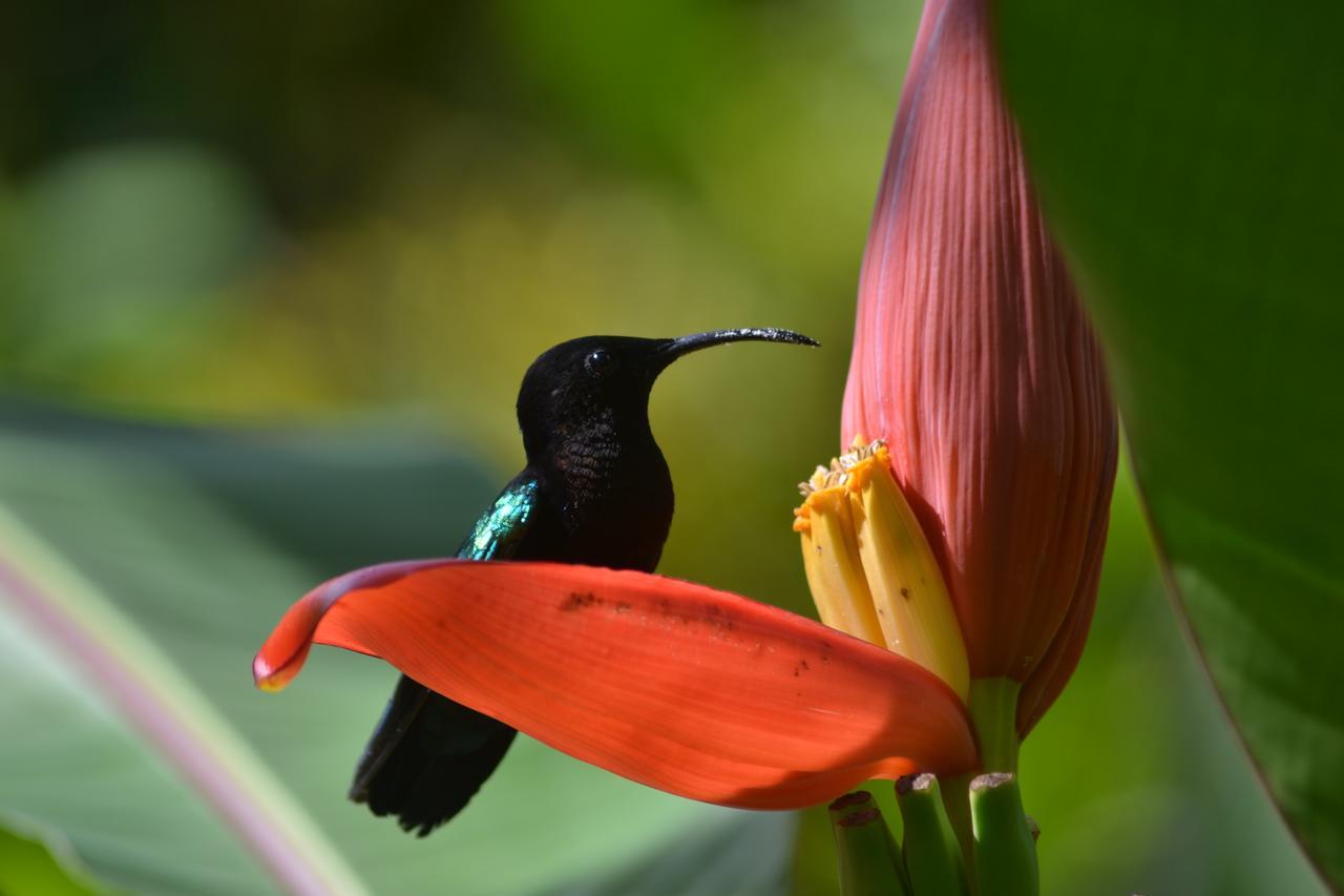 L'Ecomusee Creole De La Guadeloupe Sainte-Rose Εξωτερικό φωτογραφία
