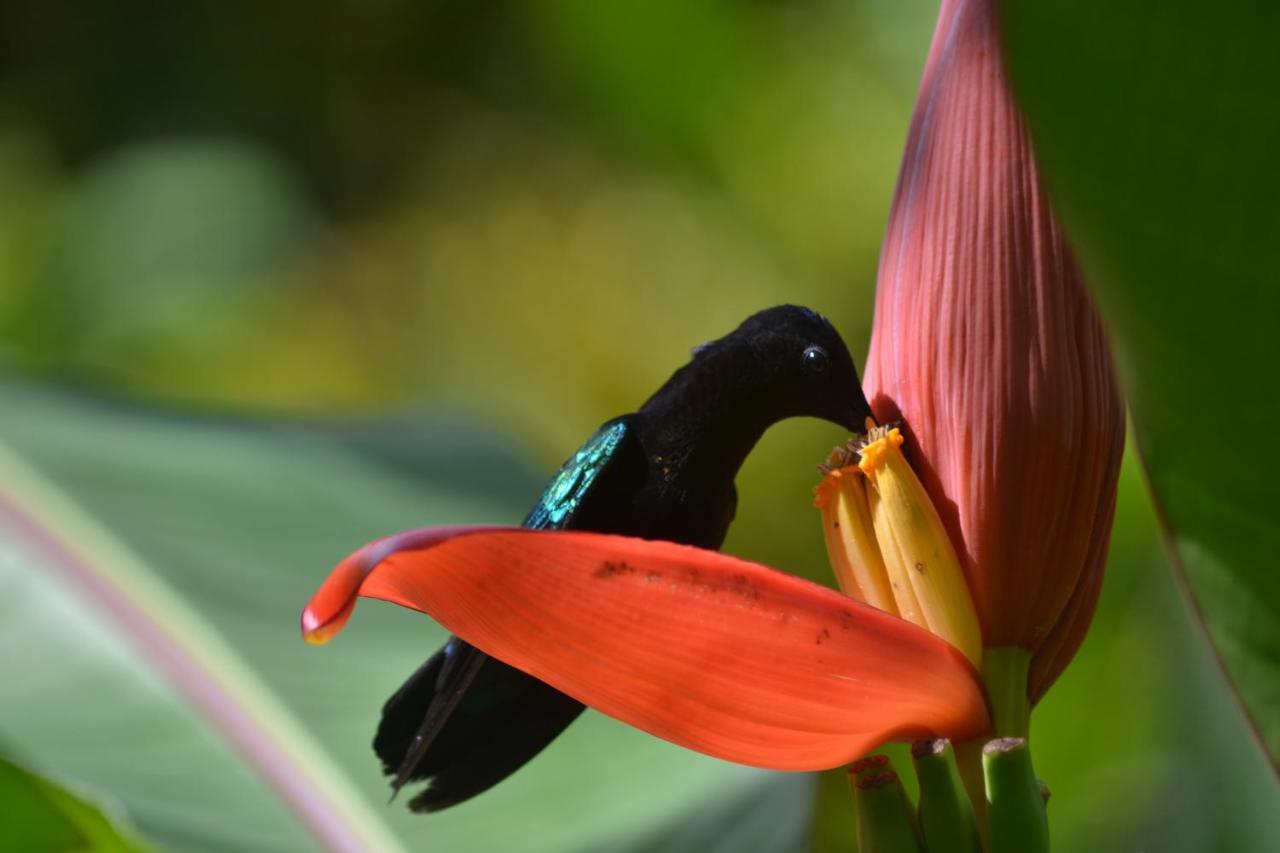 L'Ecomusee Creole De La Guadeloupe Sainte-Rose Εξωτερικό φωτογραφία